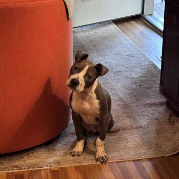 Fishing Hook -  Pit Bull Terrier Dog for Adoption in Greensboro, North Carolina - Fishing Hook | PetCurious