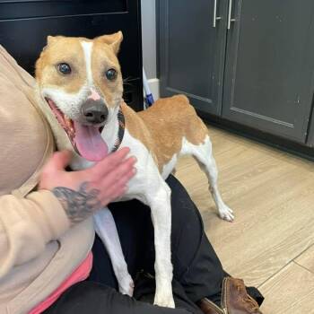 Kruzer -  Rat Terrier Dog for Adoption in Dickson, Tennessee - Kruzer | PetCurious