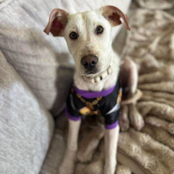 Mixed Breed Dogs Available for Adoption in Hughesville, Maryland - Hopper | PetCurious