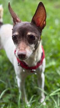Ginger -  Toy Fox Terrier Dog for Adoption in Glen Morgan, West Virginia - Ginger | PetCurious