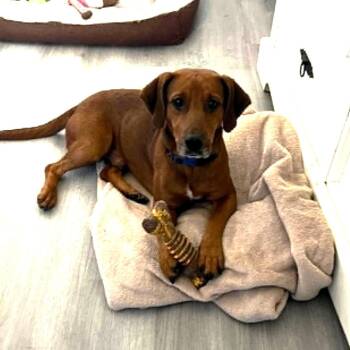 LIMOUSINE -  Dachshund Dog for Adoption in Largo, Florida - LIMOUSINE | PetCurious
