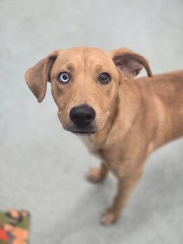 Seymore -  Labrador Retriever and Mixed Breed Dog for Adoption in Danielsville, Georgia - Seymore | PetCurious