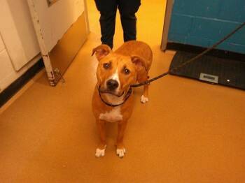 Rescue Pit Bull Terrier and Mixed Breed Dogs for Adoption in St. Peters, Missouri - WINIFRED | PetCurious