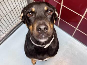 CRUNCHWRAP SUPREME -  Plott Hound and Mixed Breed Dog for Adoption in Houston, Texas - CRUNCHWRAP SUPREME | PetCurious
