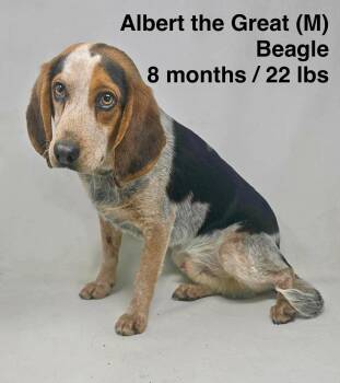 Beagle Dogs Available for Adoption - Albert The Great | PetCurious
