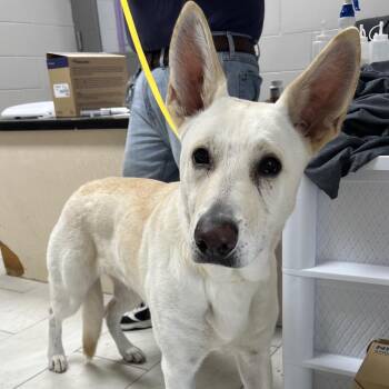 German Shepherd Dog Dogs Available for Adoption in Lufkin, Texas - Luna | PetCurious