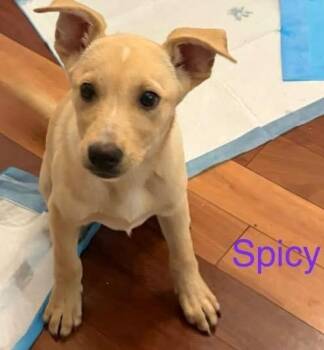 Spicy -  Shepherd Dog for Adoption in Newnan, Georgia - Spicy | PetCurious