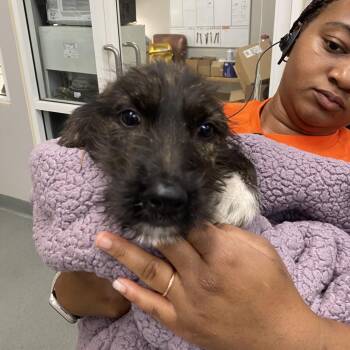 Singer -  German Shepherd Dog Dog for Adoption in Westminster, California - Singer | PetCurious