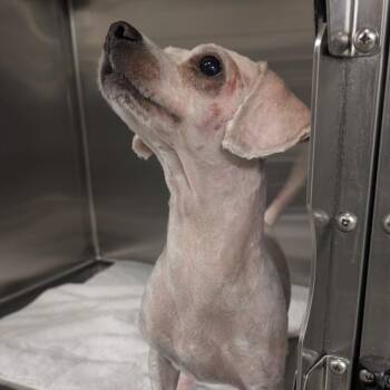 Poodle and Mixed Breed Dogs Available for Adoption in Houston, Texas - FALCON | PetCurious