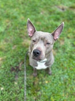 Pit Bull Terrier and Mixed Breed Dogs Available for Adoption in Daytona Beach, Florida - Bella - 1 | PetCurious