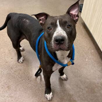Rescue Pit Bull Terrier Dogs for Adoption in Chattanooga, Tennessee - Kafreena | PetCurious