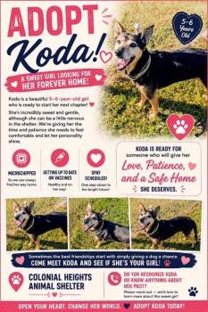 Koda -  Shepherd Dog for Adoption in Colonial Heights, Virginia - Koda | PetCurious
