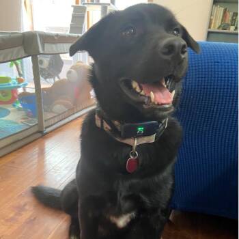 Pepper -  Black Labrador Retriever Dog for Adoption in Reeds Spring, Missouri - Pepper | PetCurious