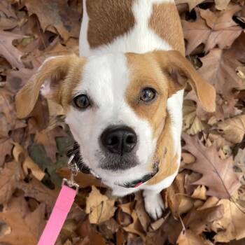 Rescue Jack Russell Terrier Dogs for Adoption - Daisy | PetCurious