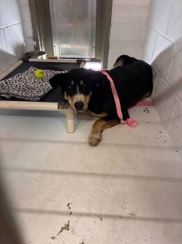 Brownie -  Mixed Breed Dog for Adoption in Morgantown, Kentucky - Brownie | PetCurious