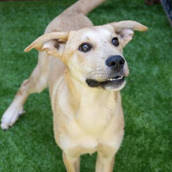 Rescue Shepherd Dogs for Adoption in Santa Monica, California - Walter | PetCurious