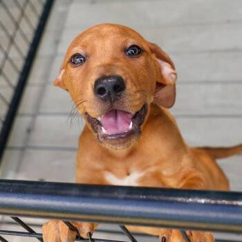 Doc -  Mixed Breed Dog for Adoption in Bradenton, Florida - Doc | PetCurious