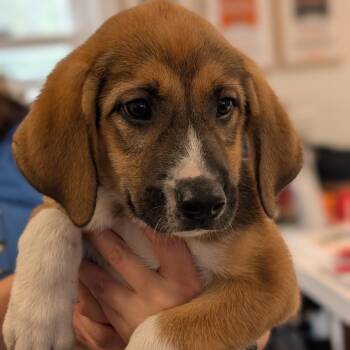 Chanel -  Hound and Mixed Breed Dog for Adoption in Riverwoods, Illinois - Chanel | PetCurious