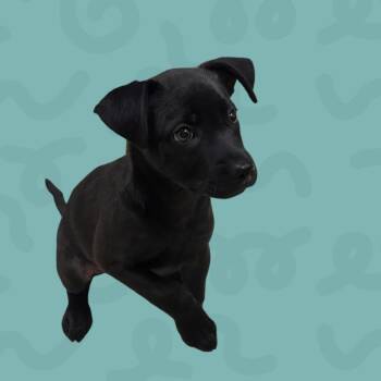 Mission Control -  Black Labrador Retriever Dog for Adoption in Reno, Nevada - Mission Control | PetCurious