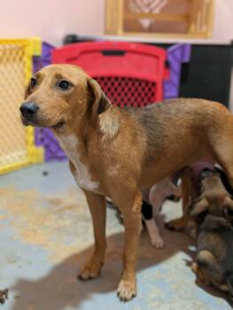 Caroline -  Mixed Breed Dog for Adoption in Huntsville, Alabama - Caroline | PetCurious