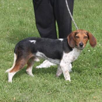 Weslie+ -  Beagle and Mixed Breed Dog for Adoption in Elk Grove Village, Illinois - Weslie+ | PetCurious