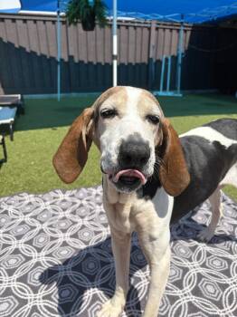 Hound Dogs Available for Adoption in Mt. Juliet, Tennessee - Hope | PetCurious