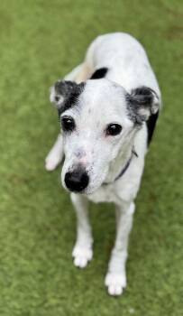 Rescue Italian Greyhound Dogs for Adoption in Sandy Springs, Georgia - Morrie | PetCurious