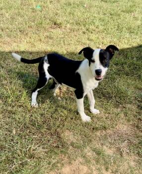 Rescue Hound Dogs for Adoption in Senatobia, Mississippi - Hank | PetCurious