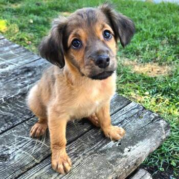 Malcolm -  Mixed Breed Dog for Adoption in Shorewood, Illinois - Malcolm | PetCurious