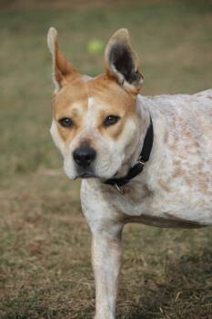 Rescue Cattle Dog and American Bully Dogs for Adoption in Hayward, Wisconsin - Athena | PetCurious