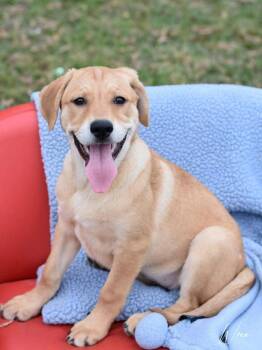 Retriever and Shepherd Dogs Available for Adoption - Wren Woodland | PetCurious