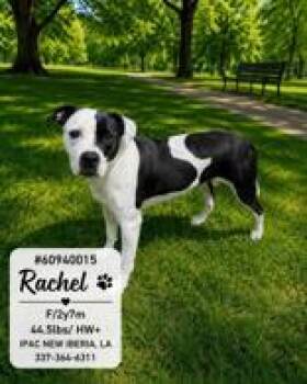 Rachel -  Mixed Breed Dog for Adoption in New Iberia, Louisiana - Rachel | PetCurious