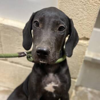 Draco -  Cane Corso and Mixed Breed Dog for Adoption in Palestine, Texas - Draco | PetCurious