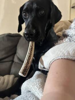 Labrador Retriever Dogs Available for Adoption - Scottie | PetCurious