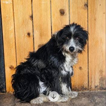Naomi -  Mountain Dog and Poodle Dog for Adoption - Naomi | PetCurious