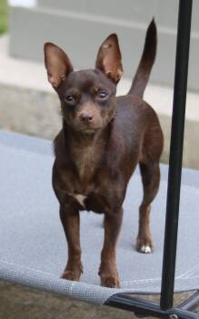Shirley -  Chihuahua and Miniature Pinscher Dog for Adoption in Cedartown, Georgia - Shirley | PetCurious