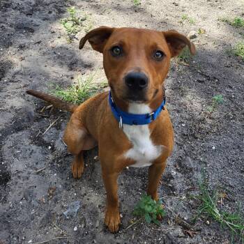 Red -  Mixed Breed Dog for Adoption in Lake Panasoffkee, Florida - Red | PetCurious