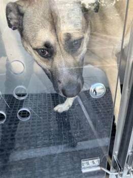 Mixed Breed Dogs Available for Adoption in Dallas, Texas - BISQUIT | PetCurious