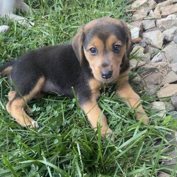 Vixie (Trash Panda) -  Hound and Mixed Breed Dog for Adoption in Fairfax Station, Virginia - Vixie (Trash Panda) | PetCurious