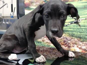 Pit Bull Terrier Dogs Available for Adoption in Moreno Valley, California - SALLY | PetCurious