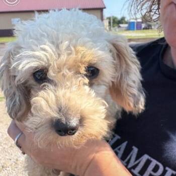Coco -  Miniature Poodle Dog for Adoption in Normal, Illinois - Coco | PetCurious
