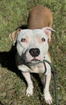 Rescue American Staffordshire Terrier Dogs for Adoption in Fort Lauderdale, Florida - TIKI | PetCurious
