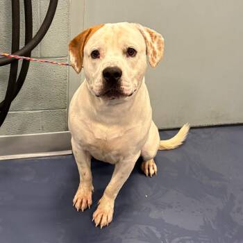 Kingsley -  Pit Bull Terrier Dog for Adoption in Greensboro, North Carolina - Kingsley | PetCurious