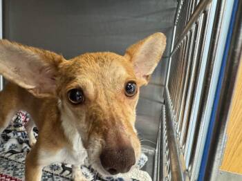 Buddy/mojo -  Chihuahua Dog for Adoption in Kingman, Arizona - Buddy/mojo | PetCurious