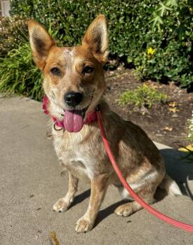 Rescue Australian Cattle Dog Blue Heeler Dogs for Adoption in Newport Beach, California - Bella G | PetCurious