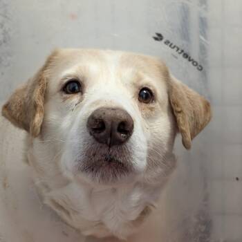 Sunshine 05-1115 -  Yellow Labrador Retriever and Mixed Breed Dog for Adoption in Covington, Georgia - Sunshine 05-1115 | PetCurious