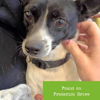 Chihuahua Dogs Available for Adoption in Lynchburg, Virginia - Benito | PetCurious
