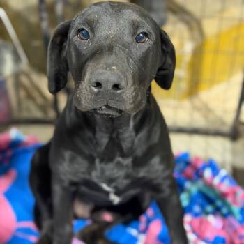Rescue Labrador Retriever Dogs for Adoption in Fort Smith, Arkansas - Knight | PetCurious