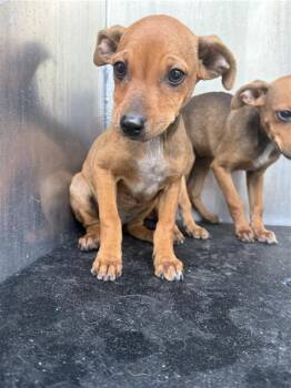 GENEVIEVE -  Chihuahua Dog for Adoption in San Antonio, Texas - GENEVIEVE | PetCurious