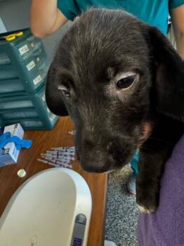 Wonder -  Mixed Breed Dog for Adoption in Columbia, Tennessee - Wonder | PetCurious